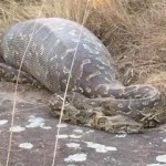 Python Eats Porcupine